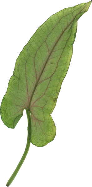 Pressed green leaf